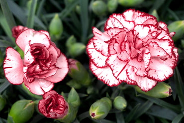Avranchin Red & White Carnation Flowers Seeds