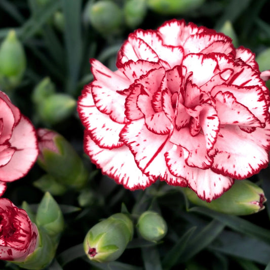 Avranchin Red & White Carnation Flowers Seeds