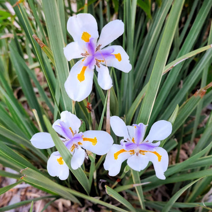 Fortnight Lily Flowers Seeds (Dietes Iridioides)