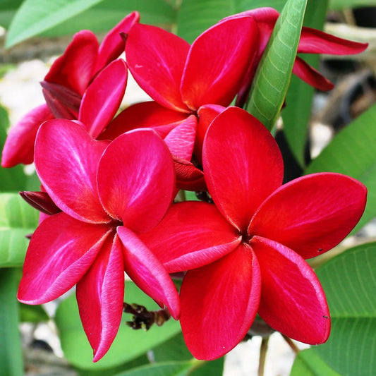 Red Plumeria Flower Seeds