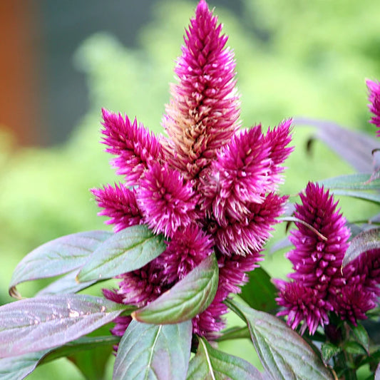 Pink Celosia Caracas Flower seeds for Planting Seasonal Bloomer Heirloom & GMO Free Seeds for Home Garden
 
 Sale