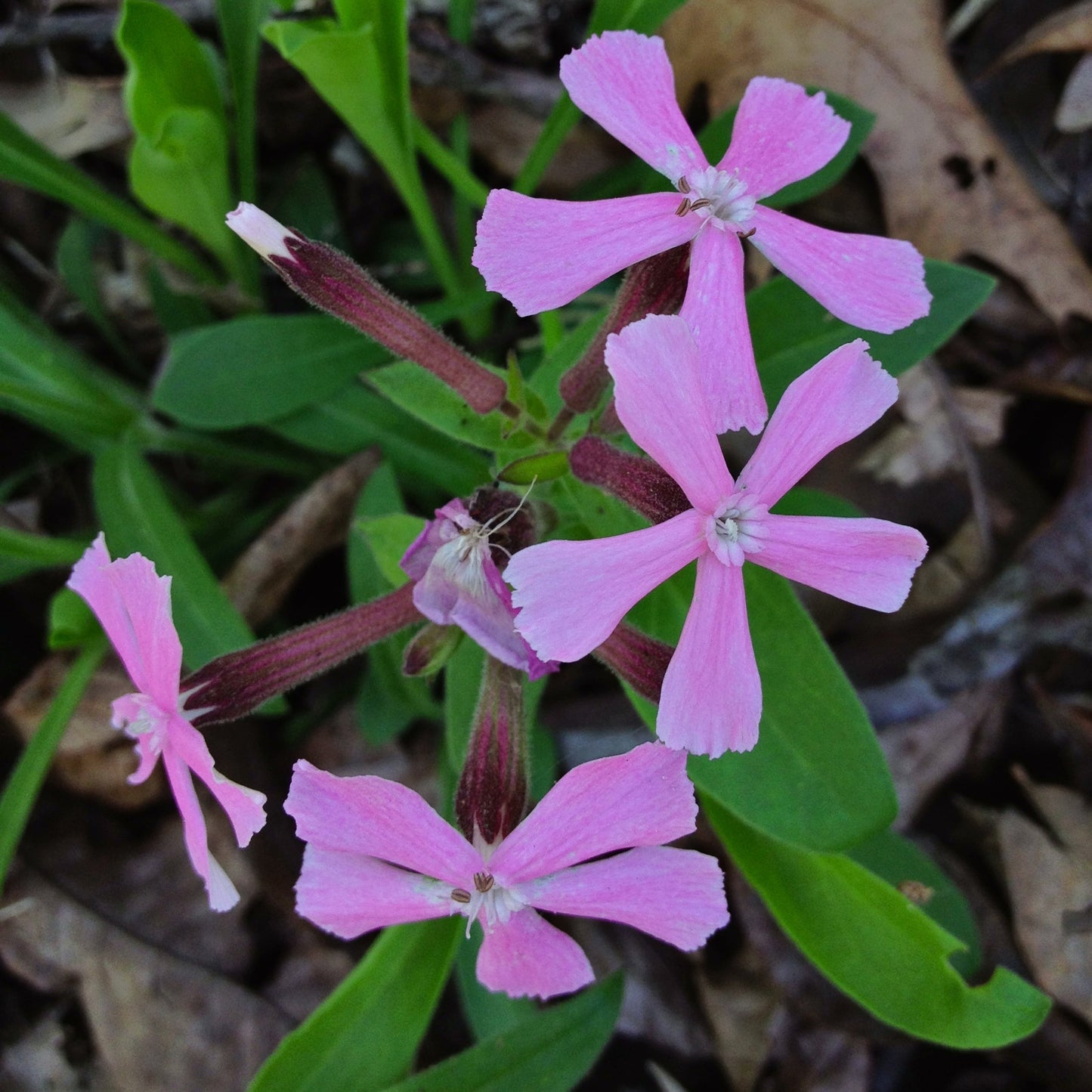 Silene Caroliniana Flower Seeds