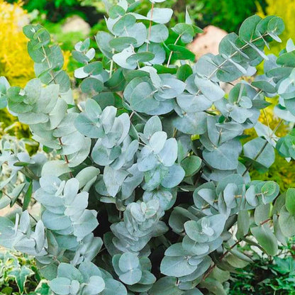 Eucalyptus Cinerea, Silver Dollar Flower seeds for Planting - Drought Tolerant, Heirloom & GMO Free Seeds for Home Garden