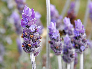 Semi di Erba di Lavandula Dentata