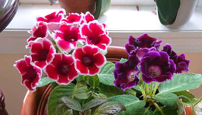 Mix Sinningia Flower Seeds