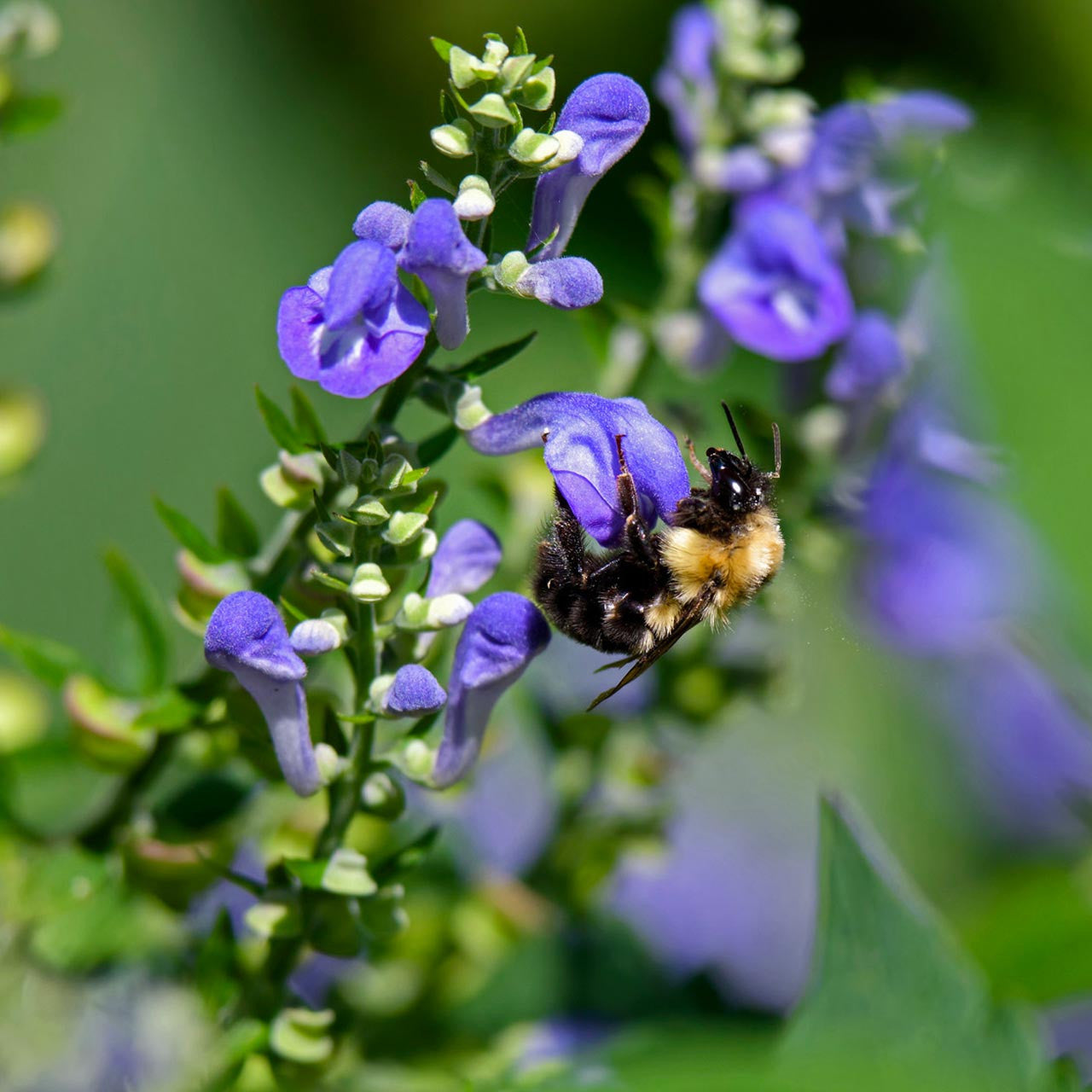 Mad Dog Skullcap Flower Seeds