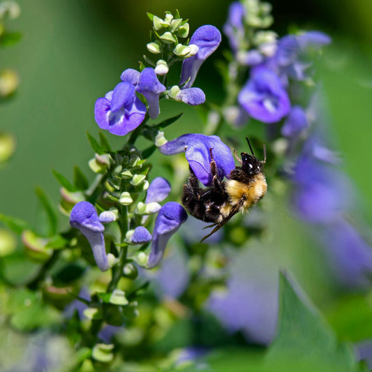 Mad Dog Skullcap Flower Seeds