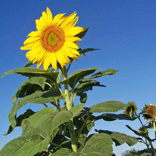 Skyscraper Sunflower Seeds