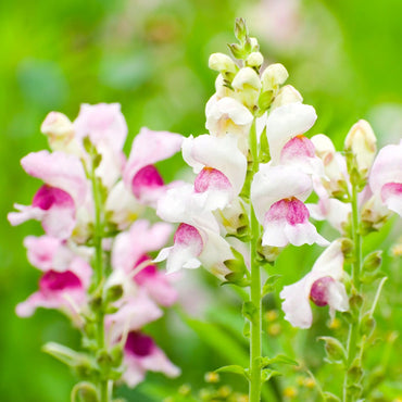 Snapdragon Antirrhinum Majus Flower Seeds