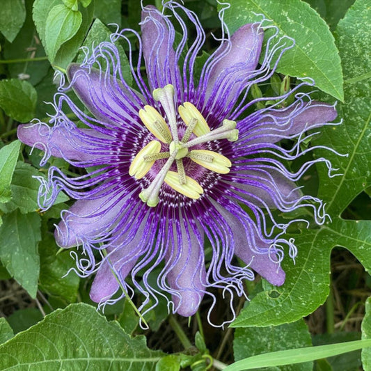 Purple Passiflora Incarnata Flower Seeds