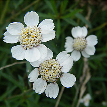 Achillea Ptarmica (Sneezewort) Seeds - Hardy Perennial with White Daisy-Like Flowers