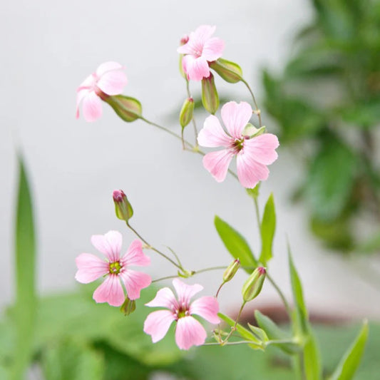 サポナリアの花の種まき用 - 鮮やかな花、伝統種で遺伝子組み換えなしの家庭菜園用種子