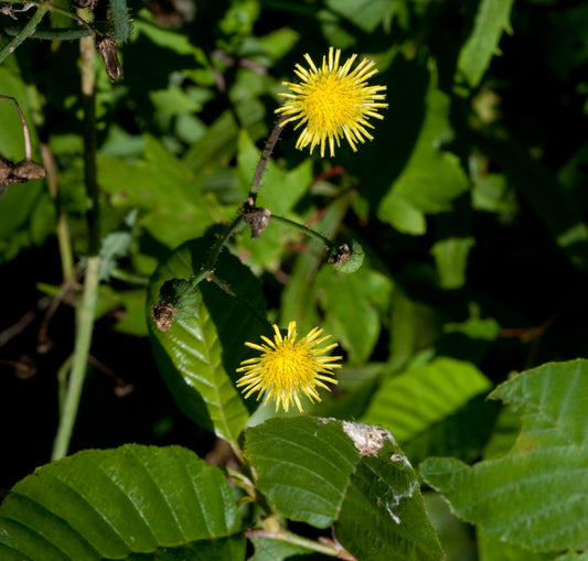 Semi di Erba di Sonchus Spinosus