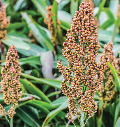 Broom Corn Plant Seeds