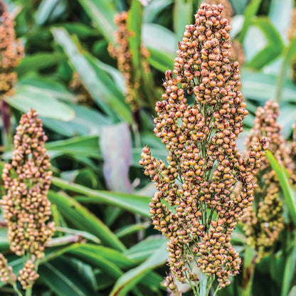 Broomcorn Herb Seeds