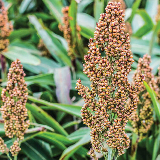 Broomcorn Herb Seeds