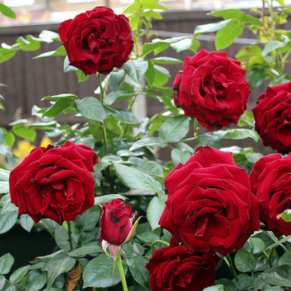 Climbing Red Cascade Rose - Bold Red Climbing Rose Bush for Your Garden