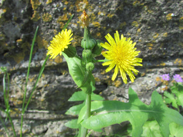 Semi di Erba di Sonchus Spinosus