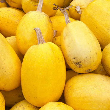 Spaghetti Squash Vegetable Seeds for Planting – Heirloom, Non-GMO, Easy to Grow, Annual