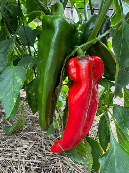 pimento seeds for planting Doux D'Espagne Spanish Pimento Pepper Vegetable Seeds for Planting – H – Pure Asia Seeds