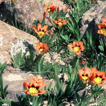 Sparaxis Tricolor 'Orange' Flower Seeds