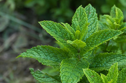 Spearmint Mentha Spicata Seeds