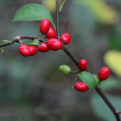 Spicebush Fruit Seeds