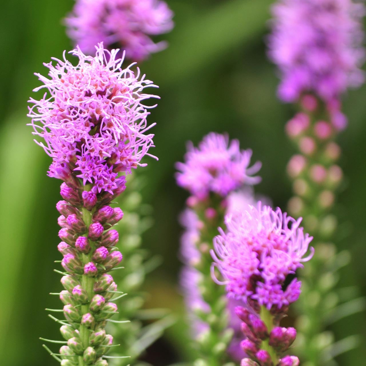 Blazing Star Flower Seeds (Liatris Spicata)