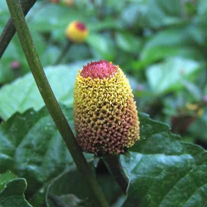 Paracress Herb Seeds