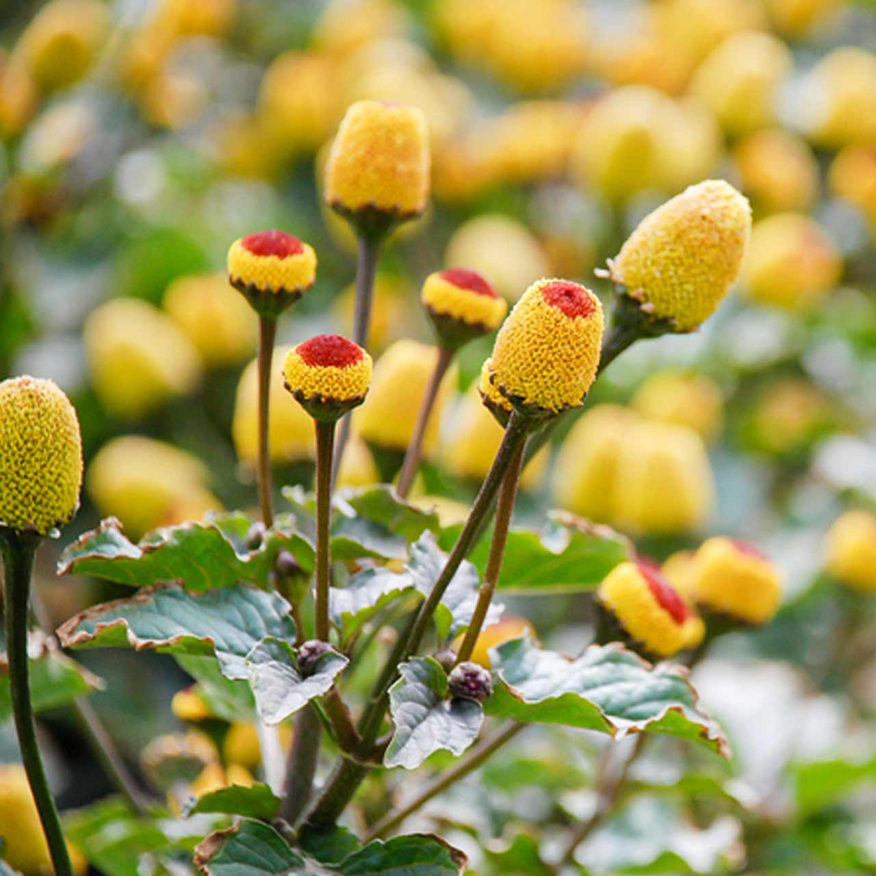 Paracress Herb Seeds