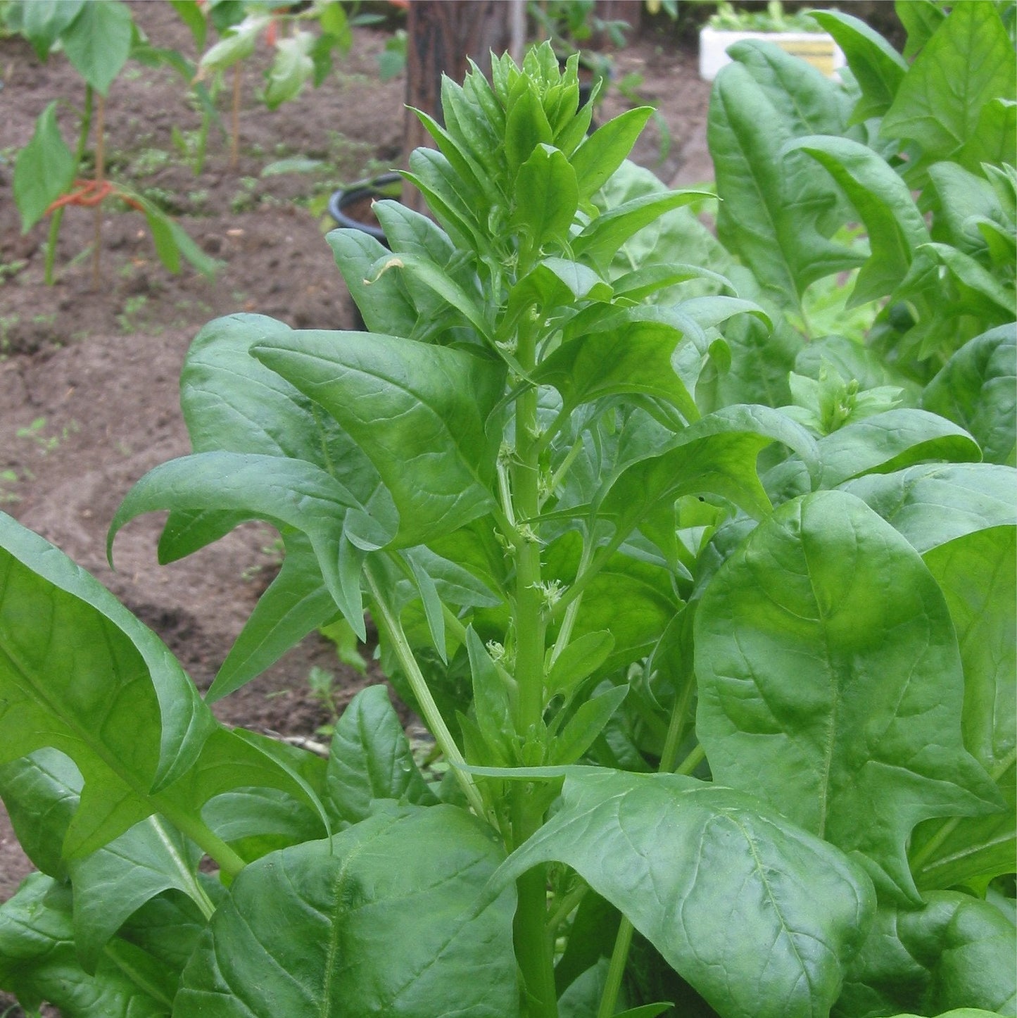 Spinach (Spinacia Oleracea) Vegetable Seeds