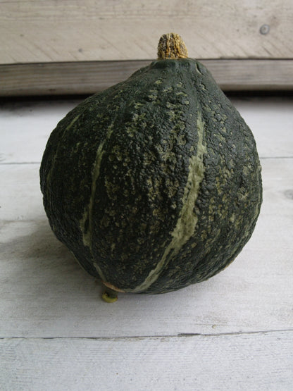Hubbard Squash Fruit Seeds