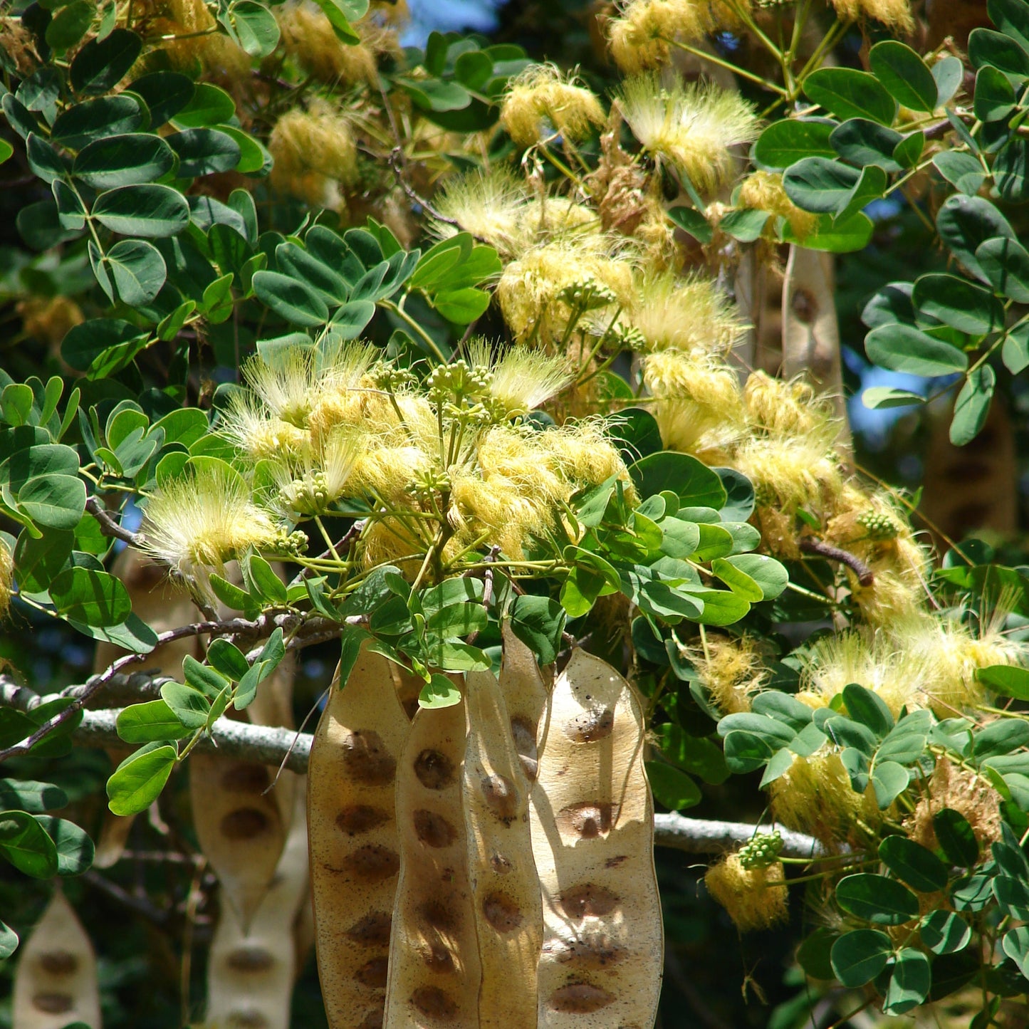 Semillas de la planta Albizia Lebbeck
