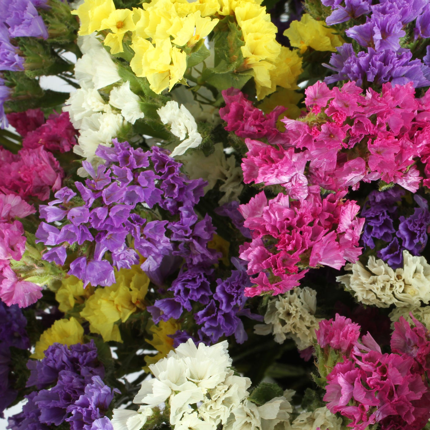 Statice Limonium Flower Seeds