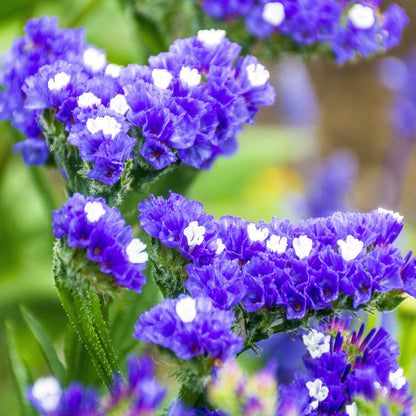 Statice Blue River Flower Seeds for Planting
