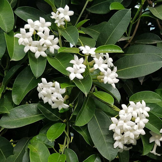 Stephanotis Floribunda Flower Seeds