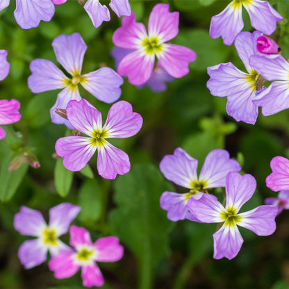 stock flower seeds Virginia Stock (Malcolmia maritima) Flower Seeds for Planting – Heirlo – Pure Asia Seeds