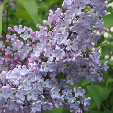 Lilac Syringa Vulgaris Seeds