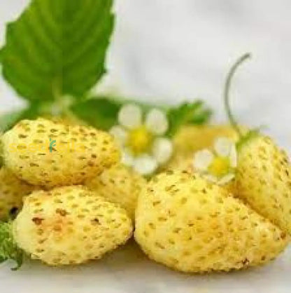 Strawberry Fruit Cream Seeds For Planting Seed For Sweet, Creamy Strawberries Ideal For Garden Or Pots, Perfect For Home Growing heirloom non-gmo organic garden seeds