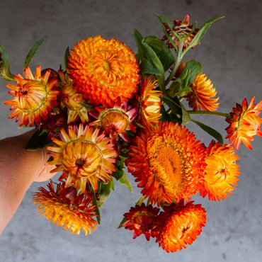 Everlasting Flower Seeds