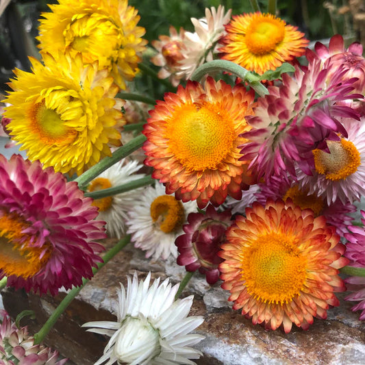 Straw flower Seeds