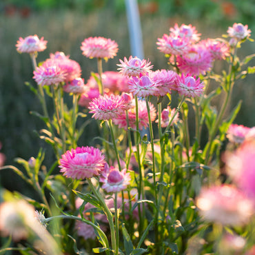 Straw flower Seeds