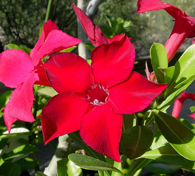 Red Desert Rose Flower Seeds