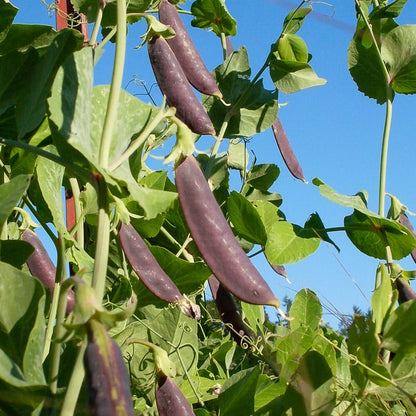 Sugar Magnolia Snap Pea Vegetable Seeds
