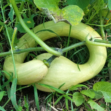 Graines de courge Tromboncino