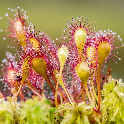 Yellow Red Sundew Planting Essentials Seeds for Enchanting Carnivorous Plant Growth