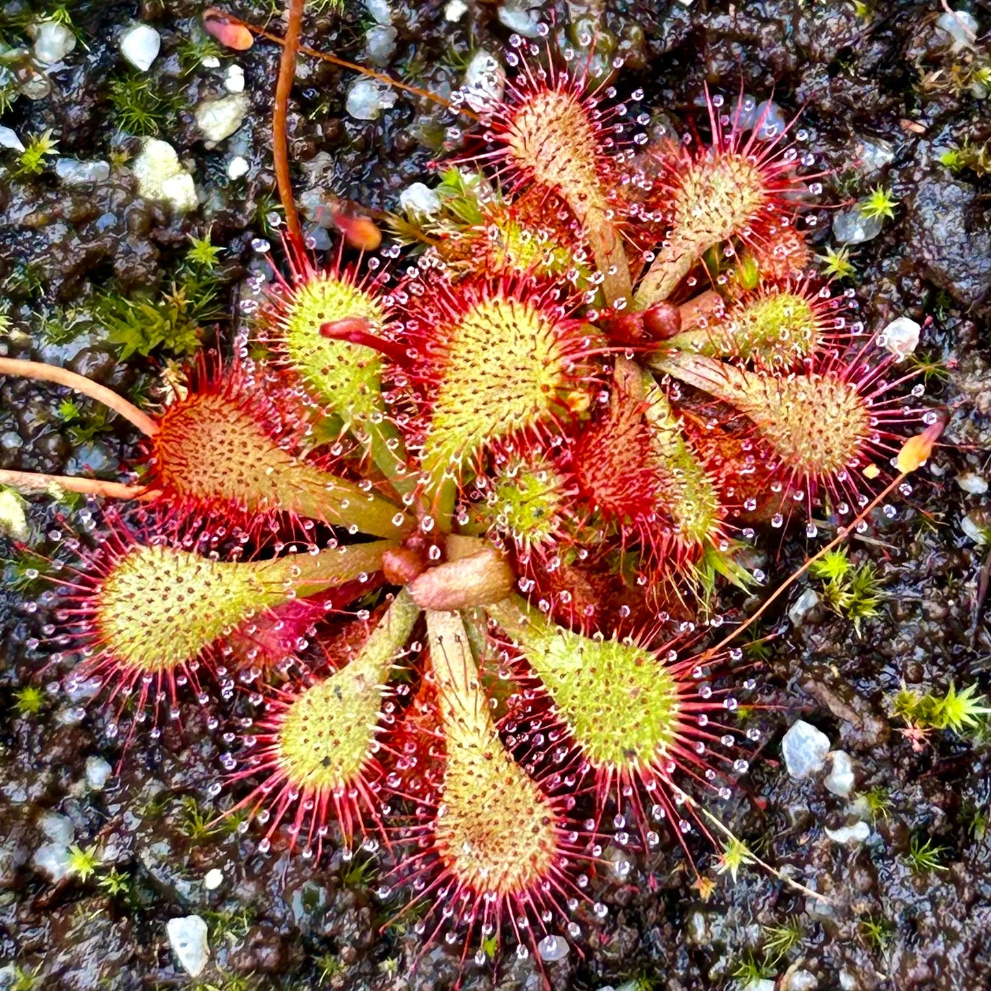 Yellow Red Sundew Planting Essentials Seeds For Enchanting Carnivorous Plant Growth heirloom non-gmo organic garden seeds