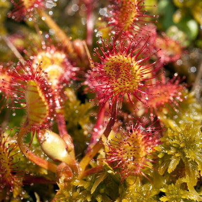 Yellow Red Sundew Planting Essentials Seeds for Enchanting Carnivorous Plant Growth