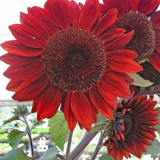 Red Sunflower Seeds