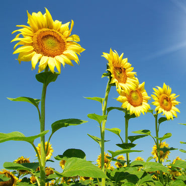 Skyscraper Sunflower Seeds
